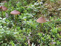 Marasmius