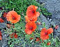 * Nomination Poppies (Papaver dubium) -- MJJR 20:42, 17 August 2010 (UTC) * Decline Sorry, red channel blown. --Iotatau 21:20, 17 August 2010 (UTC)