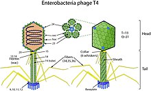 T4likevirus virion.jpg