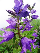 פעמונית ההימלאיה Campanula latifolia