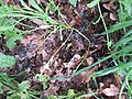 Base de la plante, sur plate-bande de jardin ayant hiberné sous feuilles mortes.