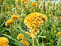 Celosia cristata. Common name yellow toreador.