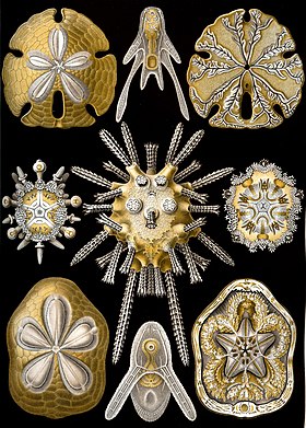 "Echinidea", do livro de Ernst Haeckel Kunstformen der Natur, de 1899.