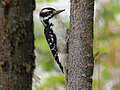 Male, Palmer, Alaska