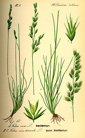 Festuca ovina