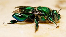 Macho de Euglossa sp