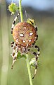 Araneus quadratus