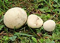 Lycoperdon pratense