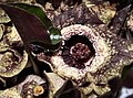 Asarum splendens