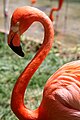 Carribean Flamingo