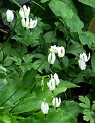 Primula latiloba (Syn. Dodecatheon dentatum)