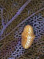 Image 39Flamingo tongue on a purple sea fan from Arcadin Islands, Haiti. This sea snail is found living on various species of soft corals and sea fans. (from Environment of Haiti)