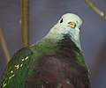 Wompoo Fruit Dove