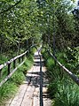 Bohlenweg zum Wildsee