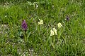 Dactylorhiza sambucina Germany - Bayern