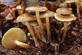 Pholiota spumosa