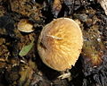 Pluteus umbrosus