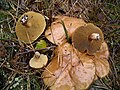 Suillus bovinus