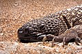 Beaded Lizard