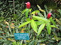 Christmas Costus