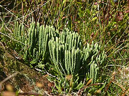 Alpenwolfsklauw