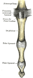 Fingerlederna med ligament. Volar vy.