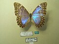 Morpho (Cytheritis) lympharis