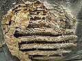 Structure of wasp nest