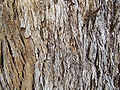 'Box' bark of E. quadrangulata, the white-topped box