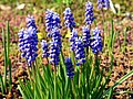 Гадючий лук гроздевидный (Muscari botryoides)