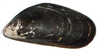 Mytilus platensis