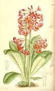 Primula maximowiczii