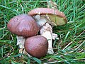 Suillus luteus