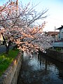 11/1 玉串川の桜（八尾市山本町南）