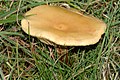 Tricholoma fulvum