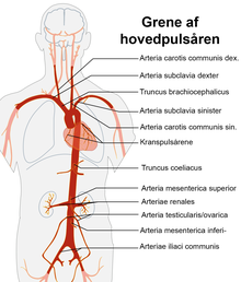 Aorta-grene