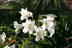 Lilium longiflorum[англ.]