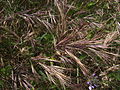 Bromus madritensis