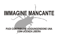 Immagine di Stemmocrypta antennata mancante