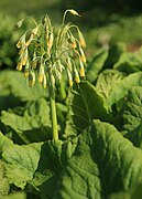 Primula grandis (Syn. Sredinskya grandis)