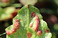 Puccinia lapsanae