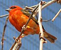 Madagascar Red Fody (Male)