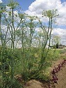 Plantes d'aneth