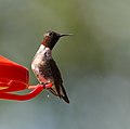 * Nomination Ruby-throated Hummingbird --Cephas 21:43, 9 August 2010 (UTC) * Promotion Sharp and powerful. --Elekhh 01:22, 10 August 2010 (UTC)