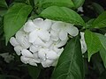 Crape jasmine bunch