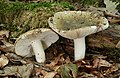 Russula cyanoxantha