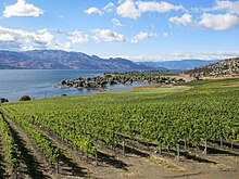 Kelowna Vineyards (114204).jpg