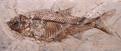 Fossile de Leuciscus oeningensis