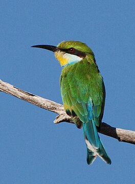 Swellesturtbijefretter (Merops hirundineus)