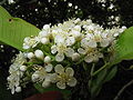 Detail květenství blýskalky Photinia serratifolia